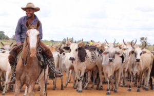 Imagem do post: Criadores de cavalos reivindicam reconhecimento da atividade como parte da pecuária