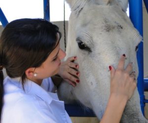 Imagem do post: A doma de cavalos tem que ser baseada em uma relação mútua de respeito entre homem e animal