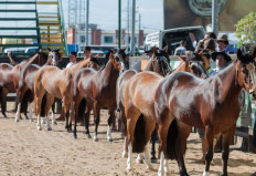 Imagem do post: Auditoria em propriedades criadoras de cavalos crioulos