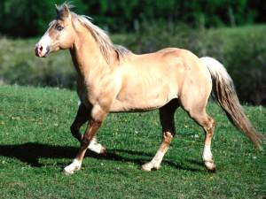 Imagem do post: Cavalos de carroceiros ganham Chip de identificação em Ribeirão Preto