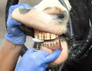 Imagem do post: Cavalos e os cuidados dentários