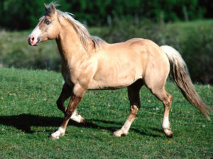 Imagem do post: Cavalo saudável no estábulo e no campo