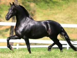 Imagem do post: Gene truncado é responsável pela marcha dos cavalos