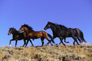 Imagem do post: Cruzamento natural em equinos