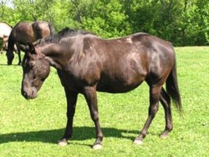 Imagem do post: Cavalos são abandonados em Campinas (SP)