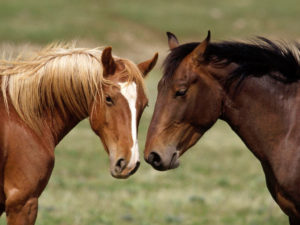 Imagem do post: Dicas para  adquirir um cavalo