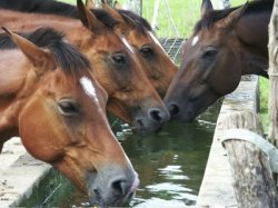 Imagem do post: A importância de hidratar os cavalos na estação seca do ano