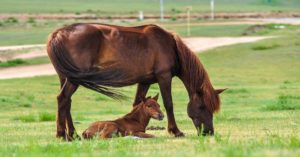 Imagem do post: Coleta de sêmen em equinos: conheça as técnicas dessa etapa importante da  inseminação artificial!