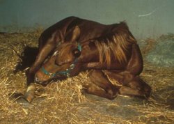 Imagem do post: Mudança no manejo ocasiona cólica equina