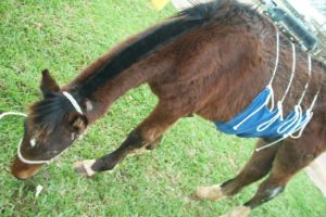 Imagem do post: Cólica equina – Como prevenir?