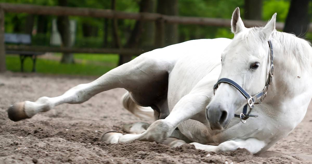 Cólica equina: conheça os tipos mais comuns e diagnóstico