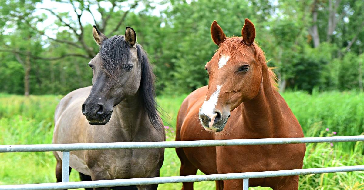 As principais doenças que atacam os cavalos - Blog Agroline