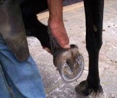 Imagem do post: Como evitar a infestação por moscas nas patas dos cavalos