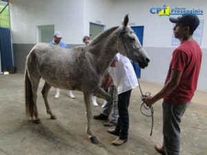 Imagem do post: Doença Articular Degenerativa em equinos