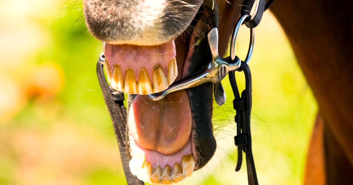 Dente de cavalo: 4 problemas mais comuns - Blog Premix