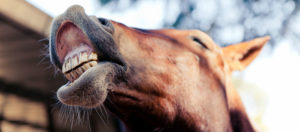 Imagem do post: Importância dos cuidados com a dentição dos cavalos