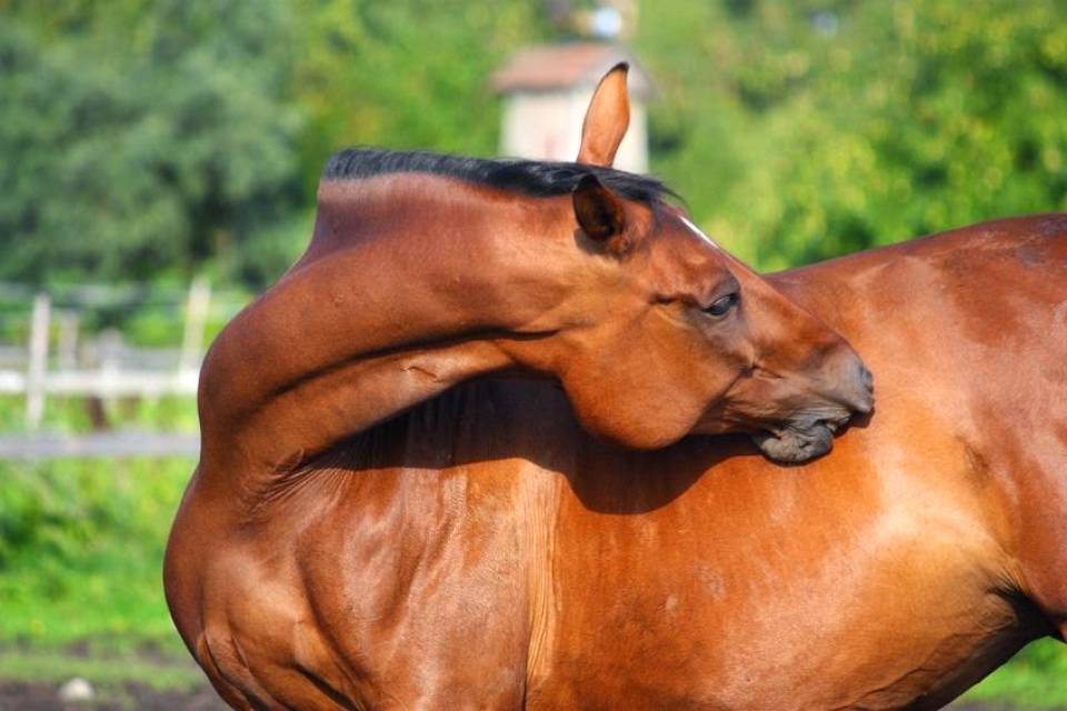 Tudo saber sobre a dermatite de quartela de cavalo - Royal Horse