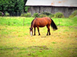 Imagem do post: Dermatofilose equina