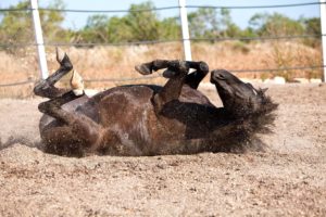 Imagem do post: Diagnóstico da Cólica Equina