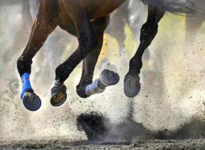 Imagem do post: Diagnóstico de claudicação em cavalos: cascos