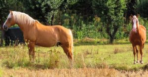 Imagem do post: Encefalomielite equina: Como prevenir essa doença?