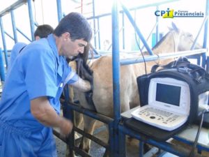 Imagem do post: Palpação transretal e o uso da ultrassonografia na reprodução equina