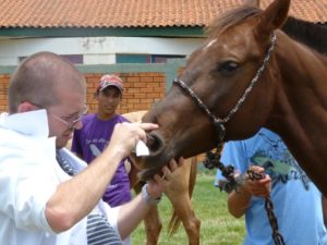 Imagem do post: Inovação: Prefeitura emplaca carroças e identifica cavalos por chip