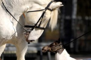 Imagem do post: Equitana, maior feira equestre do mundo, será palco para divulgação da Copa do Mundo FIFA 2014