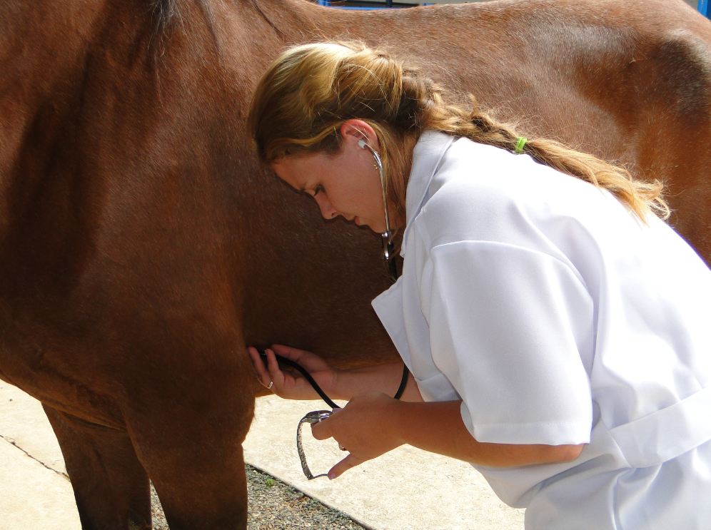 Exame Odontológico em Cavalos: 7 passos essenciais para o diagnóstico