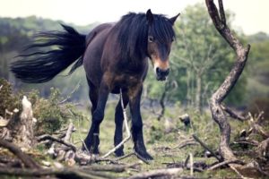 Imagem do post: Fique por dentro! Mieloencefalite Protozoária Equina principal responsável pela incoordenação motora