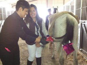 Imagem do post: Égua Latifa chama a atenção com mechas californianas, na Expointer, RS