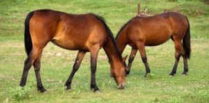 Imagem do post: Habronemose Equina – Feridas de Verão