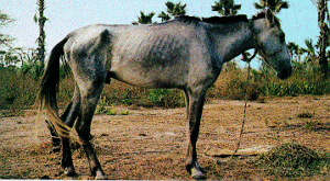 Imagem do post: Você sabe o que é Trypanosoma Evansi em equinos?