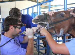 Imagem do post: Importância da odontologia equina