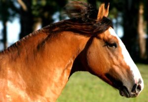 Imagem do post: Influenza equina afeta diretamente o desempenho do animal