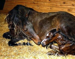 Imagem do post: Isoeritrólise Neonatal Equina