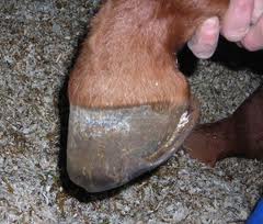 Imagem do post: Síndrome do navicular em equinos