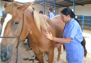 Imagem do post: Leptospirose em equinos