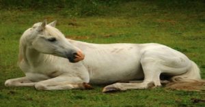 Imagem do post: Leptospirose equina: Como prevenir essa doença?