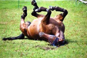 Imagem do post: Manejo correto pode evitar a Síndrome da cólica equina