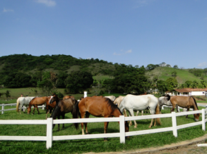 Imagem do post: Manejo nutricional de equinos: Alimentos e alimentação