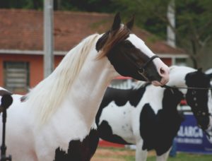 Imagem do post: 34ª Exposição Nacional do Cavalo Mangalarga