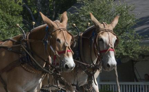 Imagem do post: Mulas são mortas no Texas para exibição em Museu