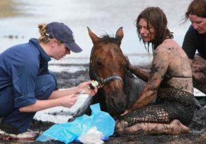 Imagem do post: Mulher salva cavalo submerso em lama