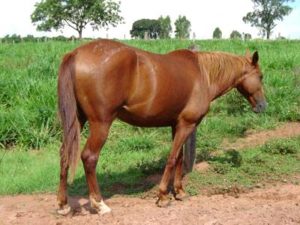 Imagem do post: Nos EUA cavalos são comprados para alimentação humana