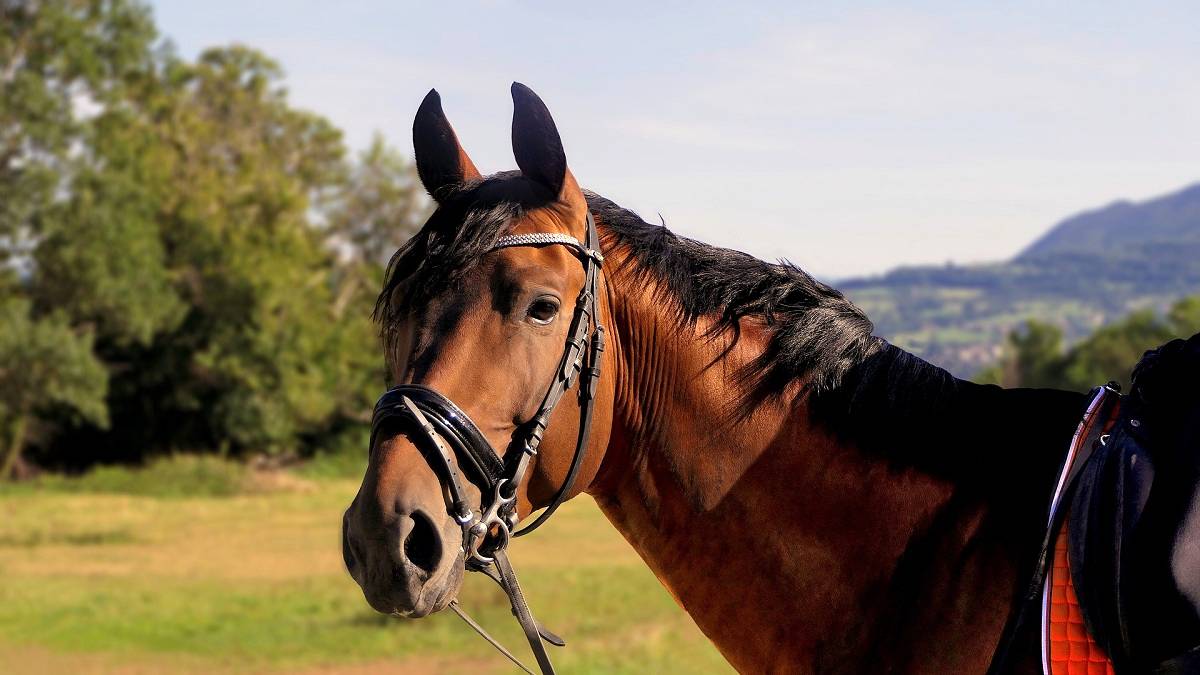 Carrapatos podem trazer danos à saúde de cavalos e potros e