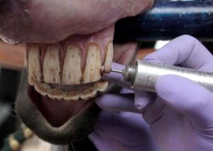 Imagem do post: O crescimento da odontologia equina no mundo