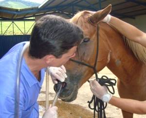 Imagem do post: O enfisema subcutâneo em equinos