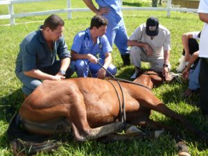 Imagem do post: O uso da anestesia em equinos a campo