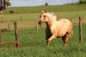 Imagem do post: O uso de cavalos se tornou indispensável no manejo de animais